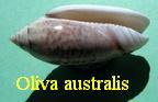 Oliva (Actuoliva) australis, Duclos 1835